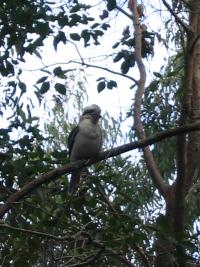 kokaburra