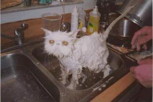 miserable_cat