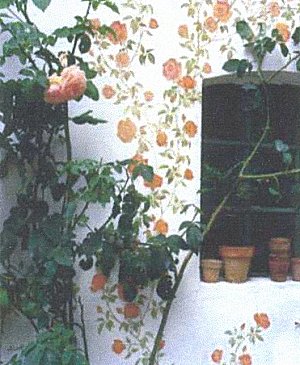 rosen