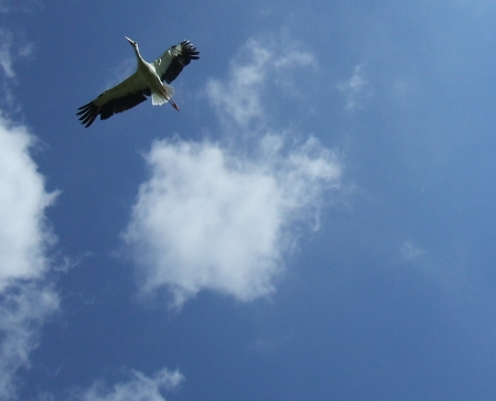 Storch2