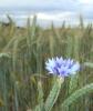 kornblume