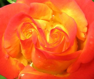 zwei herzen - eines davon für dich! 