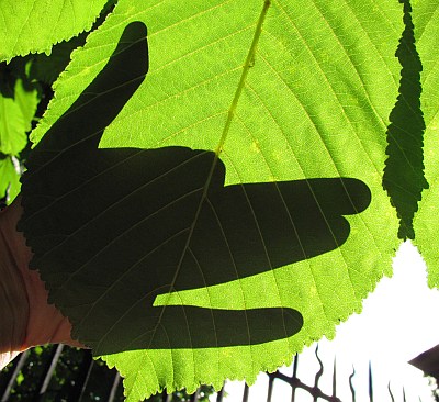 braver wolf im grünen pelz