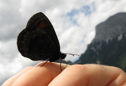 der große buchstein - und der kleine mohrenfalter