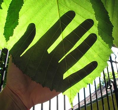 ein grünes händchen