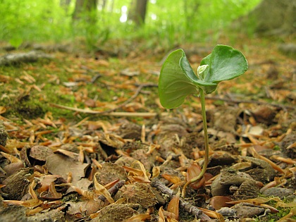 kleine buche kommt groß raus