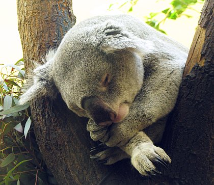 gemütlicher pelzball, genannt koala