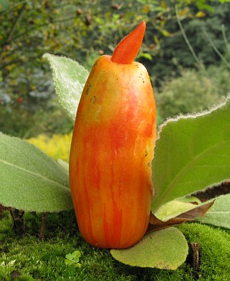 Ich bin trotzdem eine Tomate! 