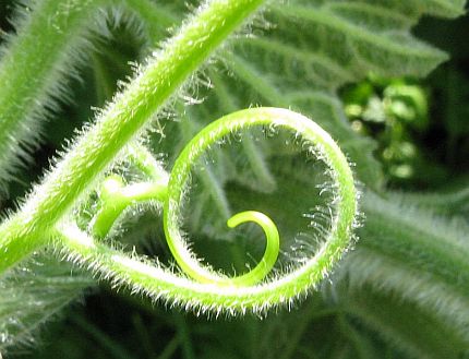 was die spitze nicht berührt hat, kann der pflanze nicht als stütze dienen ...