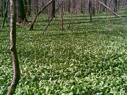 frühlingsdurft im wienerwald