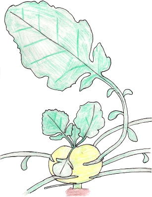 kohlrabi