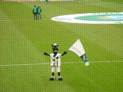 Fohlen