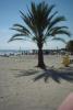 Palme-am-Strand