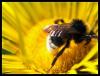 hummel