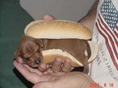 HotDog