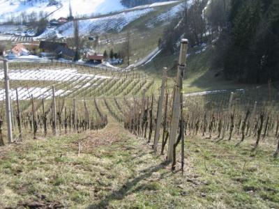 Nochmal-Weinberge