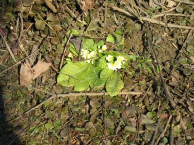 Endlich Frühling... hoffentlich