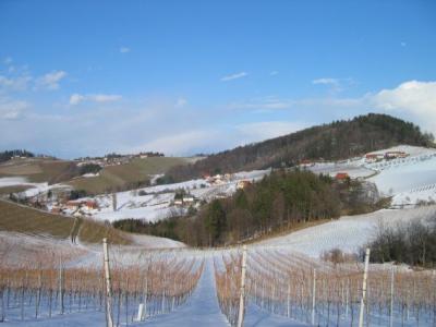 Weinberge