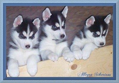 allegro_233