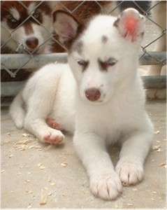 piebald-fem-may-15