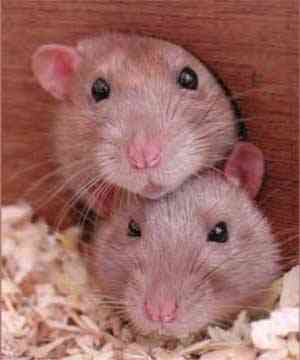 ratte_home