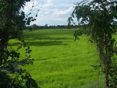 The rice grow