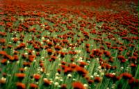 un.endlich.blumen.mehr
<br />

<br />
200 für desideria ;-)