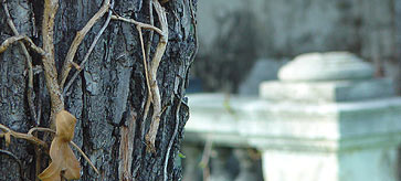 friedhof_01_363