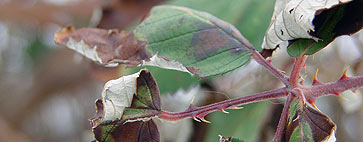 pflanze_01_363