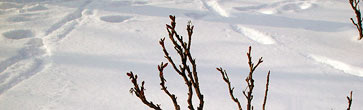winter_02_363