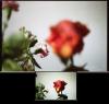 Blumenduo feinsen