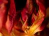 Blumenfeuer