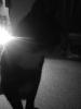 Handyshot von Kater