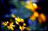Sonnenplume