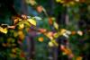 alstertalherbstbunt