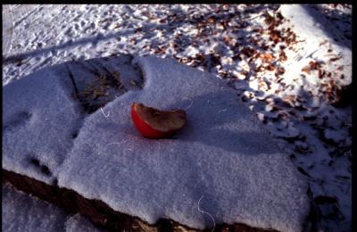 alstertalwinterapfel