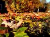 autum2