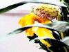 besuchsblumen aelter