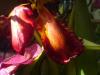blumen per handy