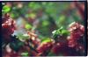 blumen und so