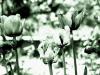 blumenwelt