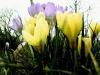 fruehling mueht sich