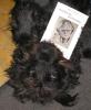 klasse buchbild mit hund