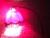 licht in handyrot