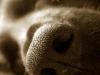 nase