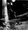 romanze in mono