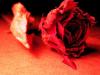 rose ragt in den nerv