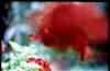 rotespotmaticblume