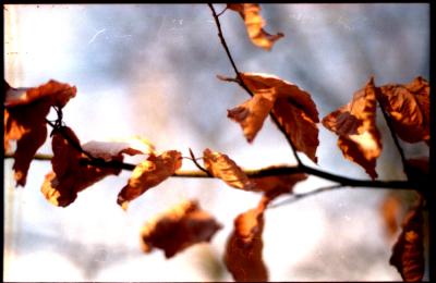 schnee und blatt