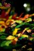 viel viel farbe